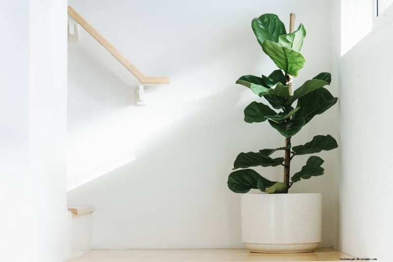 15 Best Foliage Houseplants for Stunning Home Decor
