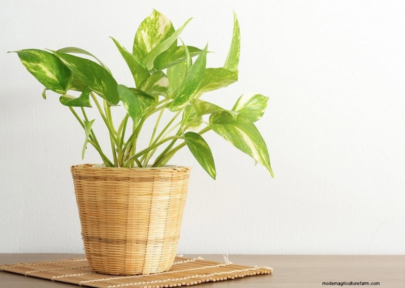 15 Best Foliage Houseplants for Stunning Home Decor