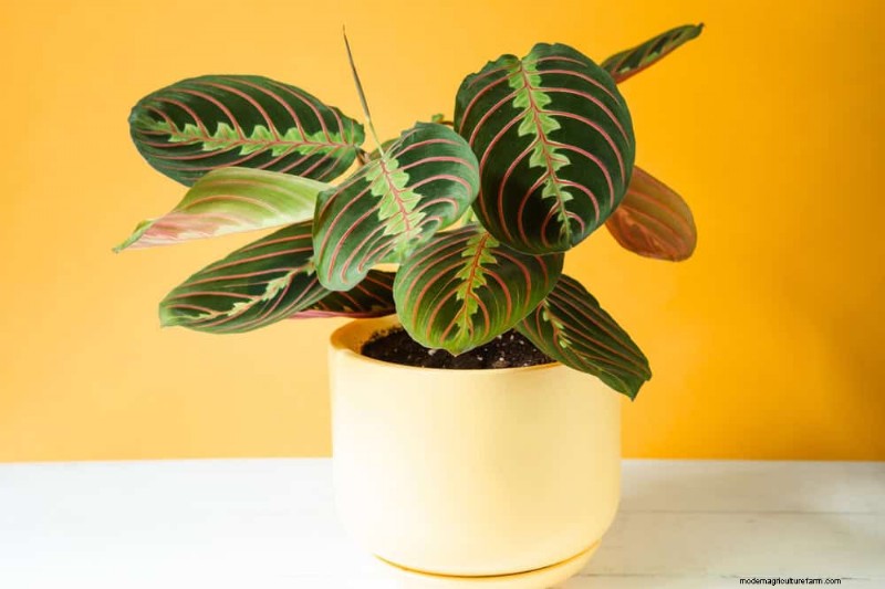 15 Best Foliage Houseplants for Stunning Home Decor