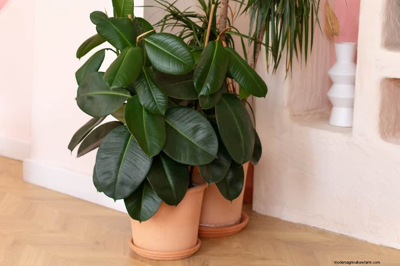 15 Best Foliage Houseplants for Stunning Home Decor