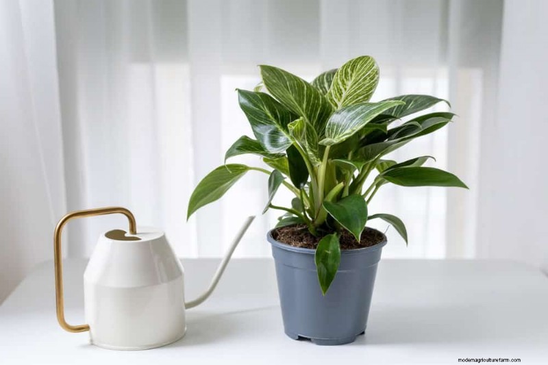 15 Best Foliage Houseplants for Stunning Home Decor