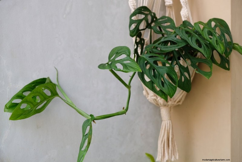 15 Best Foliage Houseplants for Stunning Home Decor