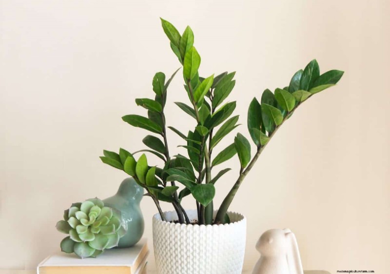 15 Best Foliage Houseplants for Stunning Home Decor