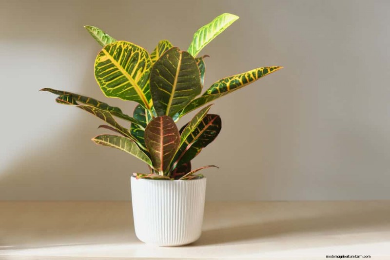 15 Best Foliage Houseplants for Stunning Home Decor