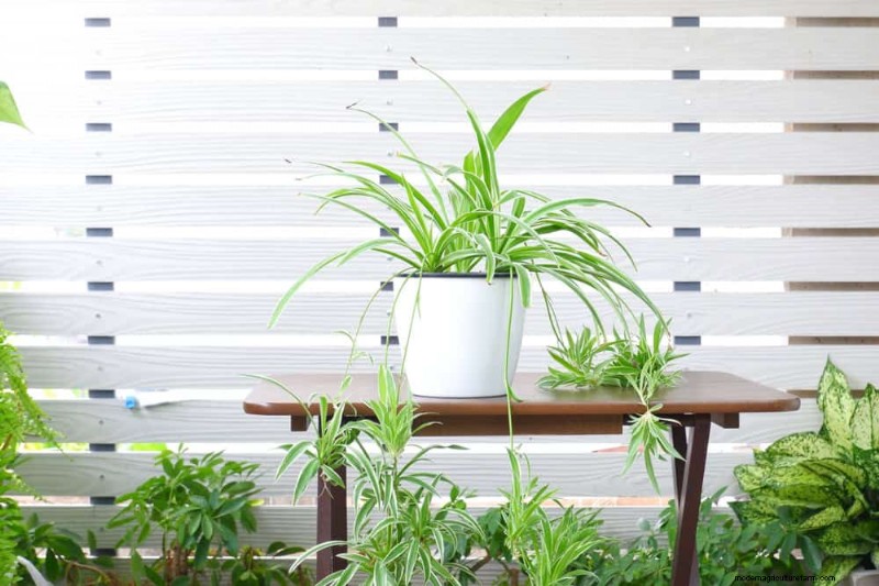 15 Best Foliage Houseplants for Stunning Home Decor