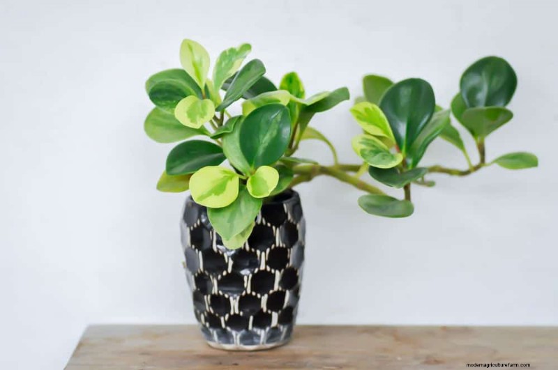 15 Best Foliage Houseplants for Stunning Home Decor