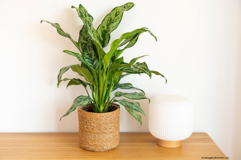 15 Best Foliage Houseplants for Stunning Home Decor