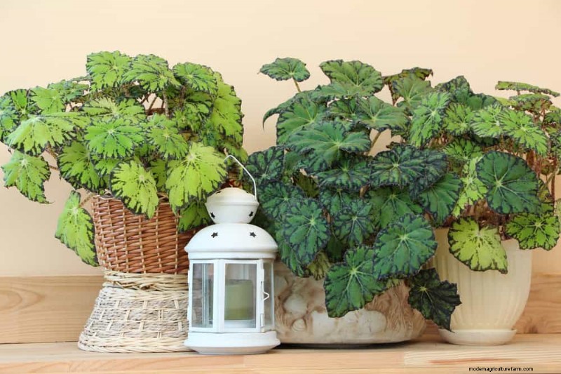 15 Best Foliage Houseplants for Stunning Home Decor