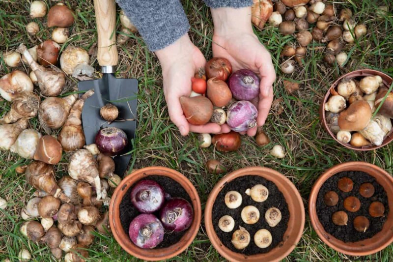 Plant Spring Bulbs Now for a Colorful Garden Next Year
