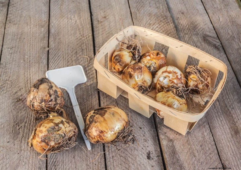 Plant Spring Bulbs Now for a Colorful Garden Next Year