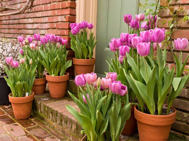 Plant Spring Bulbs Now for a Colorful Garden Next Year