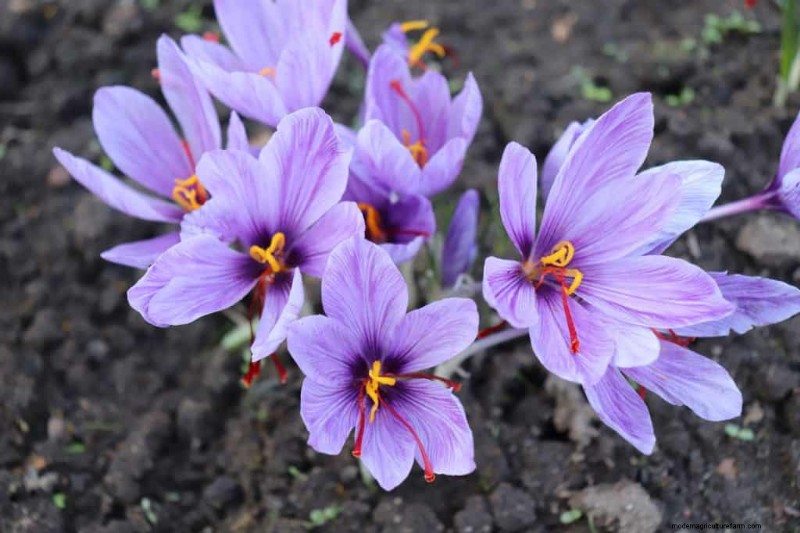 Plant Spring Bulbs Now for a Colorful Garden Next Year