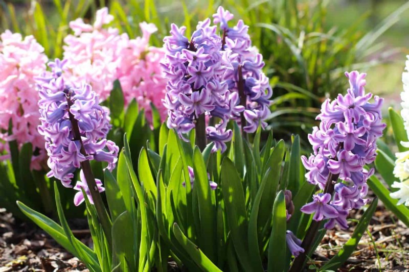 Plant Spring Bulbs Now for a Colorful Garden Next Year