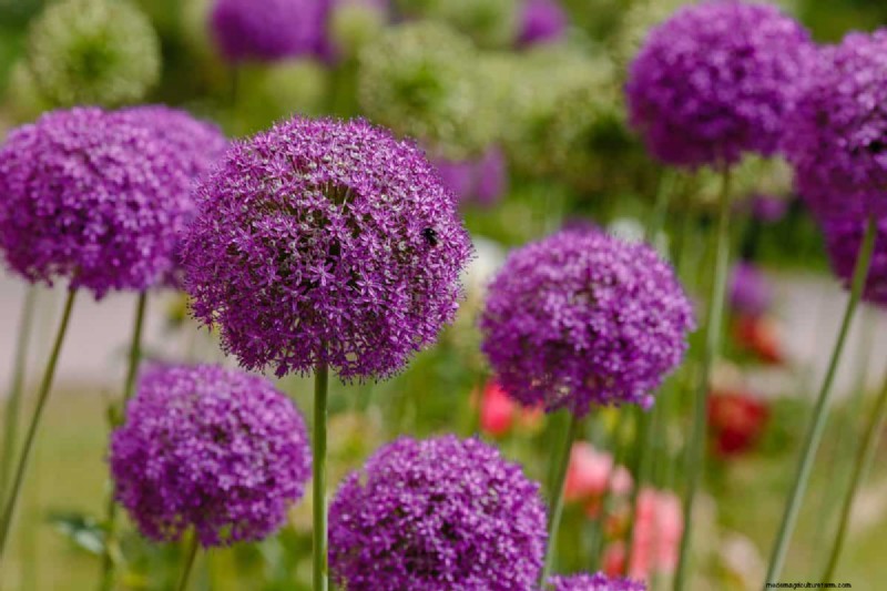 Plant Spring Bulbs Now for a Colorful Garden Next Year