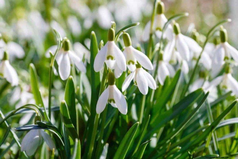 Plant Spring Bulbs Now for a Colorful Garden Next Year