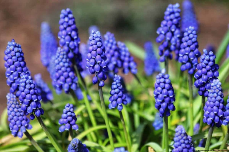 Plant Spring Bulbs Now for a Colorful Garden Next Year