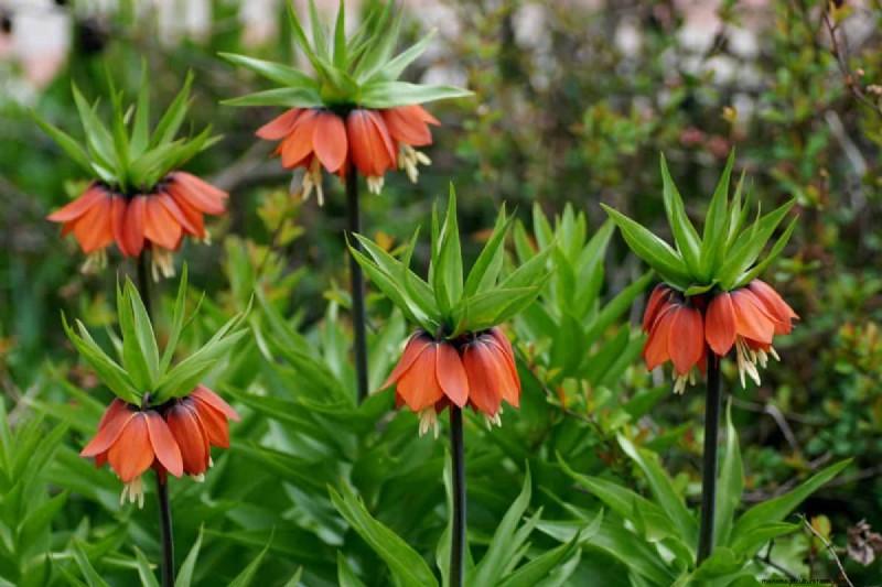 Plant Spring Bulbs Now for a Colorful Garden Next Year