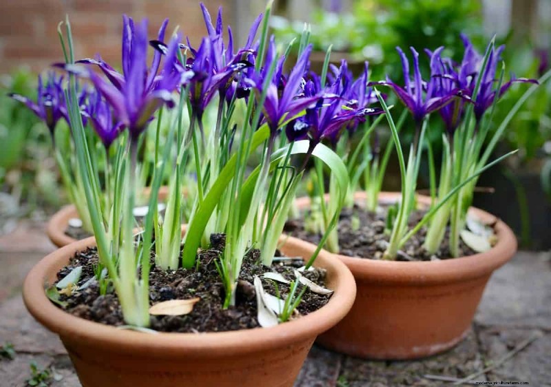 Plant Spring Bulbs Now for a Colorful Garden Next Year