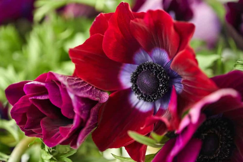 Plant Spring Bulbs Now for a Colorful Garden Next Year