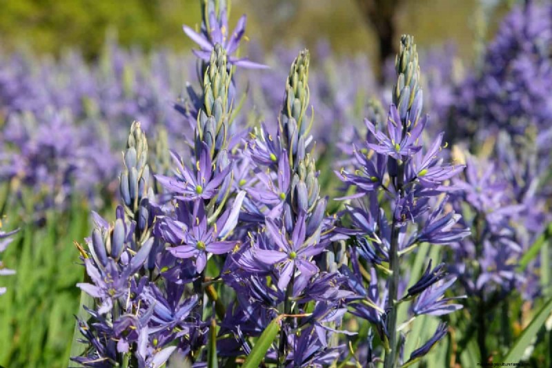 Plant Spring Bulbs Now for a Colorful Garden Next Year