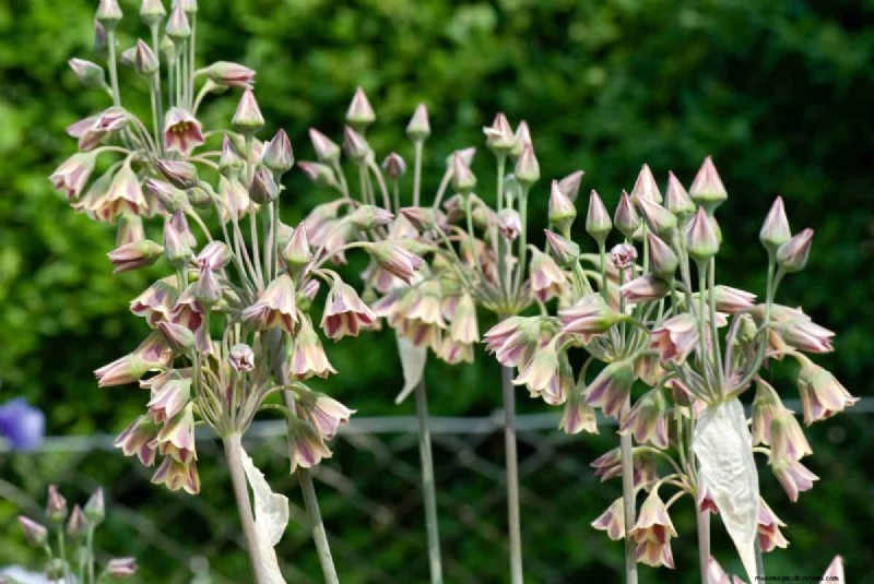Plant Spring Bulbs Now for a Colorful Garden Next Year