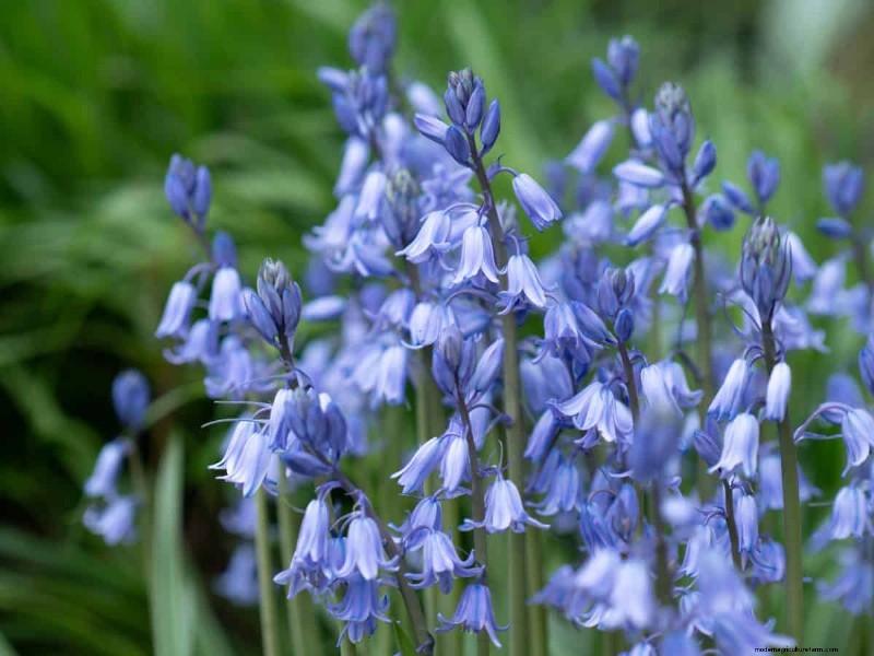 Plant Spring Bulbs Now for a Colorful Garden Next Year