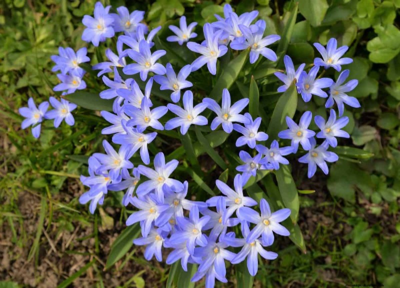 Plant Spring Bulbs Now for a Colorful Garden Next Year