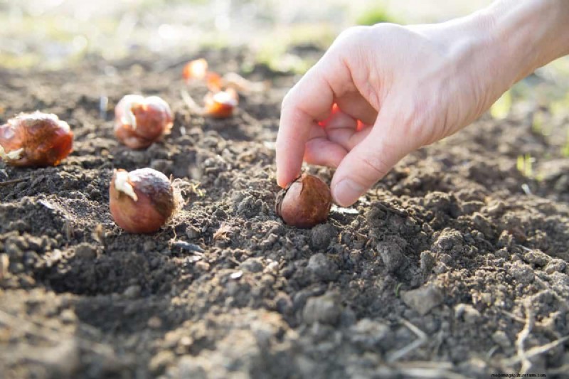 Plant Spring Bulbs Now for a Colorful Garden Next Year