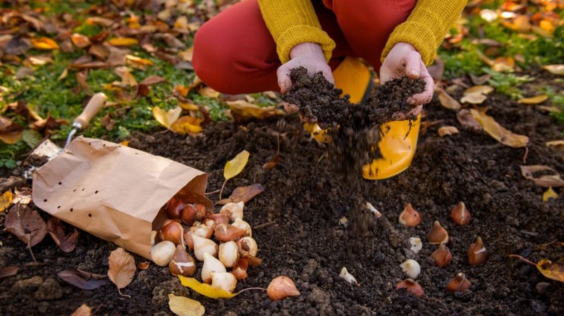 Plant Spring Bulbs Now for a Colorful Garden Next Year