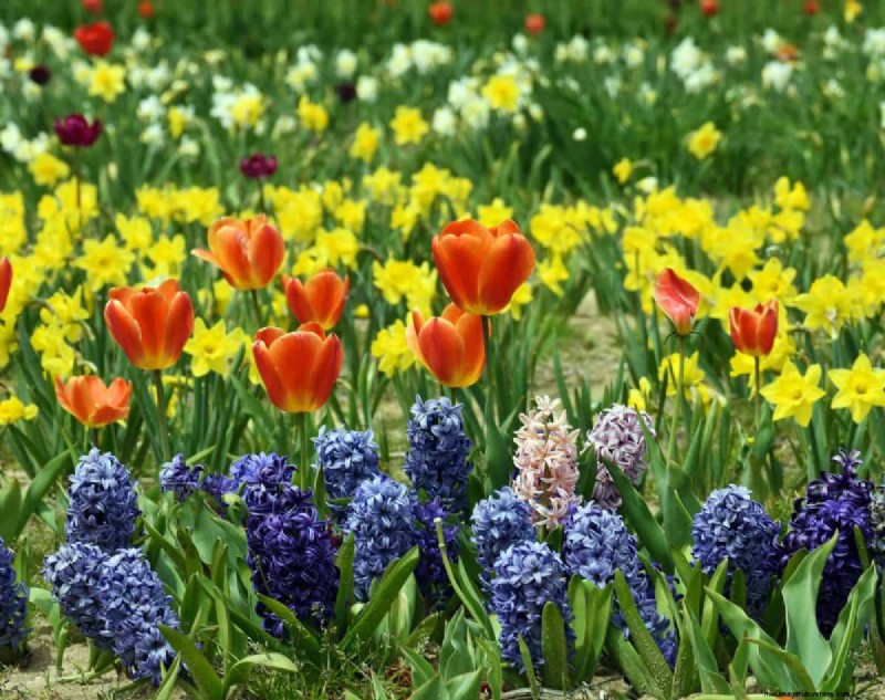 Plant Spring Bulbs Now for a Colorful Garden Next Year