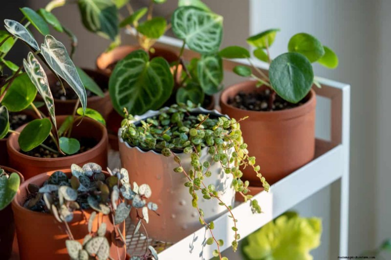 Best Houseplants for Small Spaces: 15 Compact & Beautiful Varieties