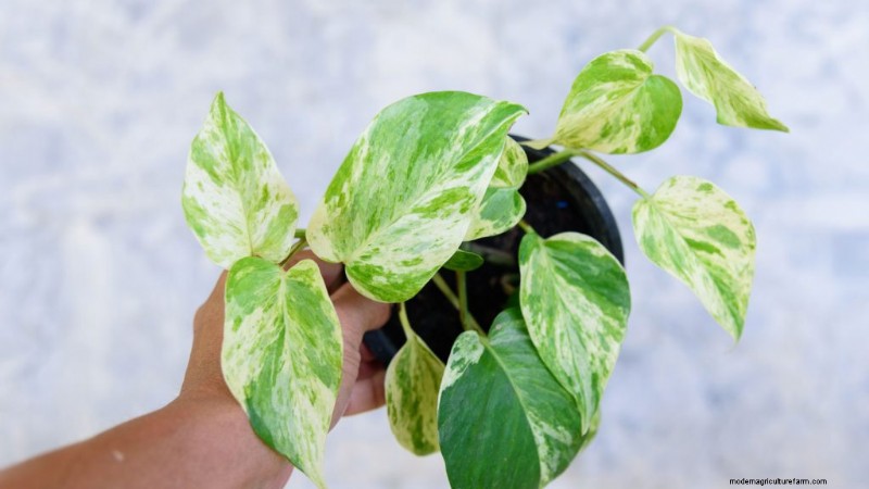 Best Houseplants for Small Spaces: 15 Compact & Beautiful Varieties