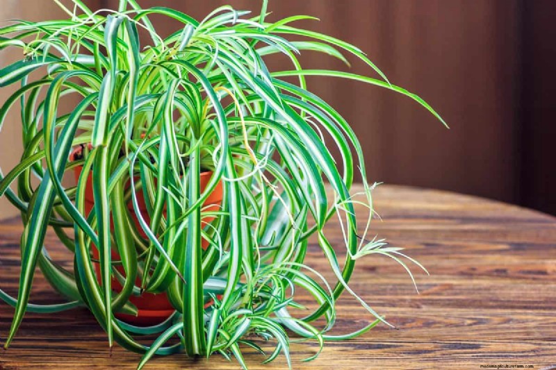Best Houseplants for Small Spaces: 15 Compact & Beautiful Varieties
