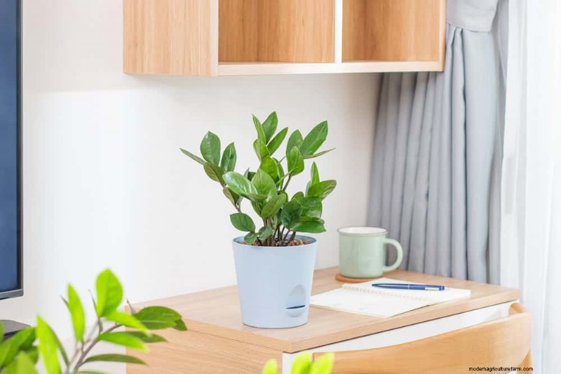 Best Houseplants for Small Spaces: 15 Compact & Beautiful Varieties