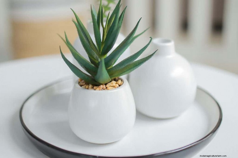 Best Houseplants for Small Spaces: 15 Compact & Beautiful Varieties