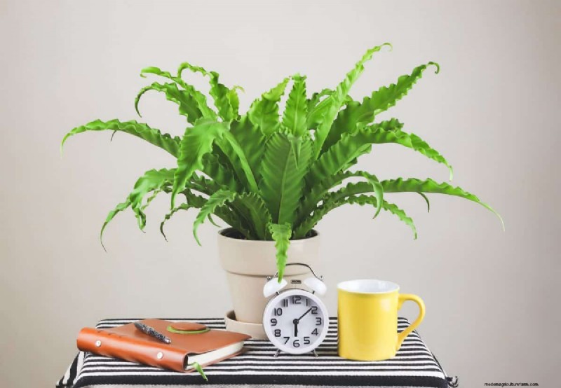 Best Houseplants for Small Spaces: 15 Compact & Beautiful Varieties
