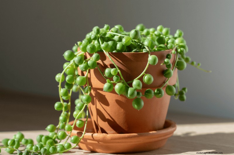 Best Houseplants for Small Spaces: 15 Compact & Beautiful Varieties