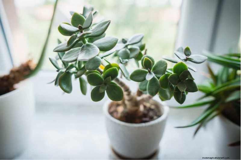 Best Houseplants for Small Spaces: 15 Compact & Beautiful Varieties