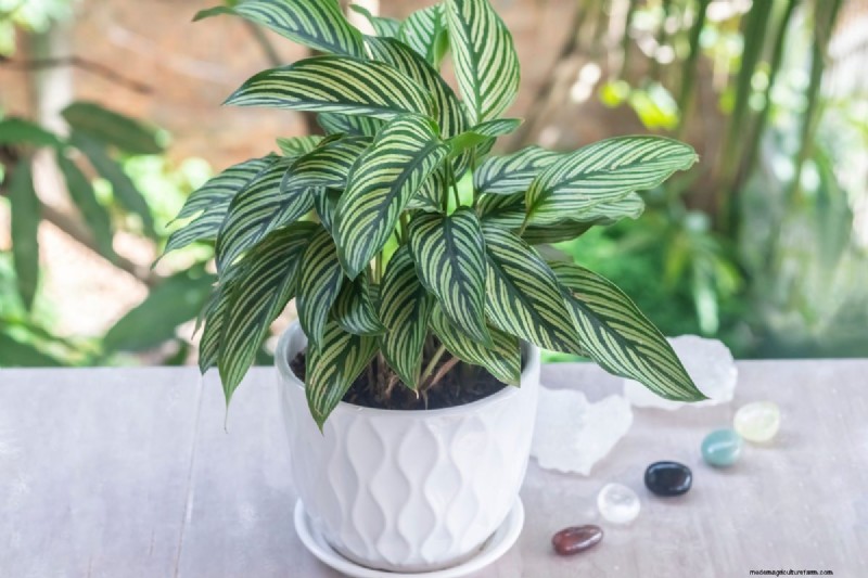 Best Houseplants for Small Spaces: 15 Compact & Beautiful Varieties