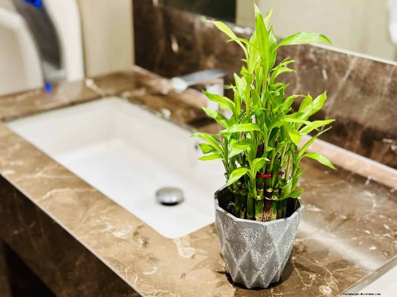 Best Houseplants for Small Spaces: 15 Compact & Beautiful Varieties