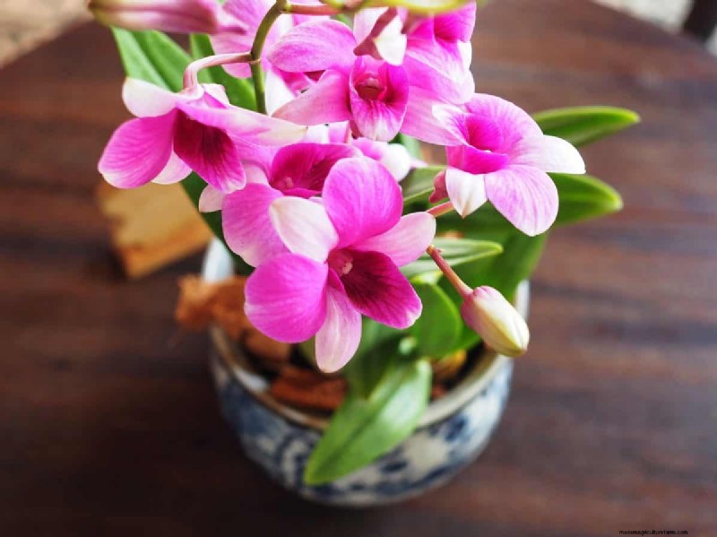 Best Houseplants for Small Spaces: 15 Compact & Beautiful Varieties