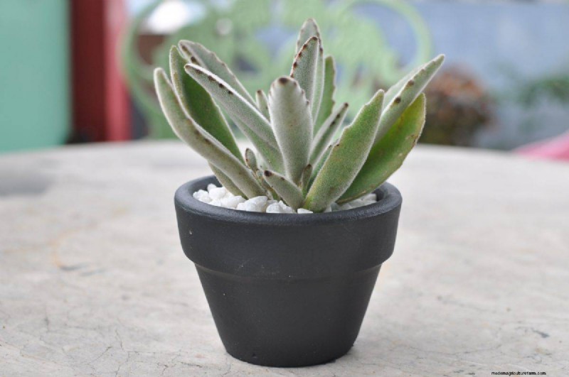 Best Houseplants for Small Spaces: 15 Compact & Beautiful Varieties