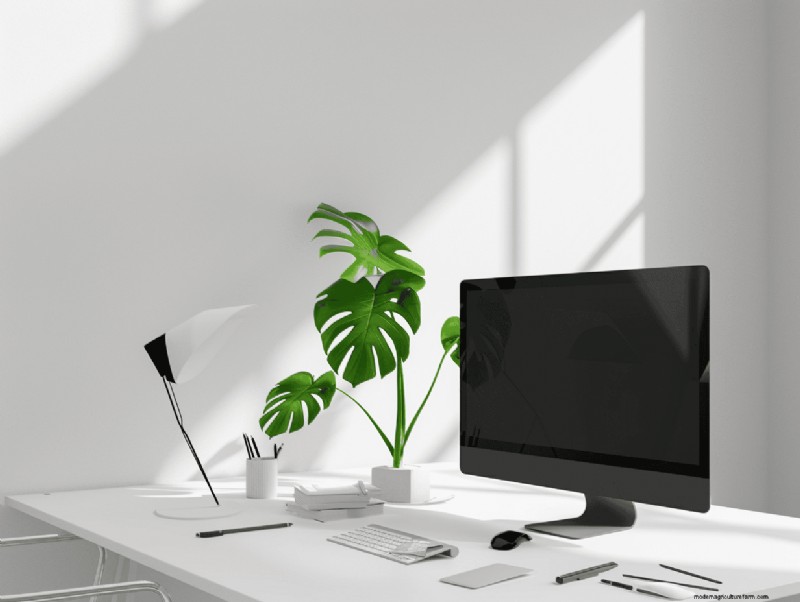 Monstera Plant Placement: 10 Creative Ideas for Your Home