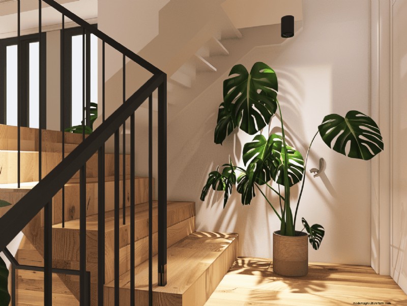 Monstera Plant Placement: 10 Creative Ideas for Your Home