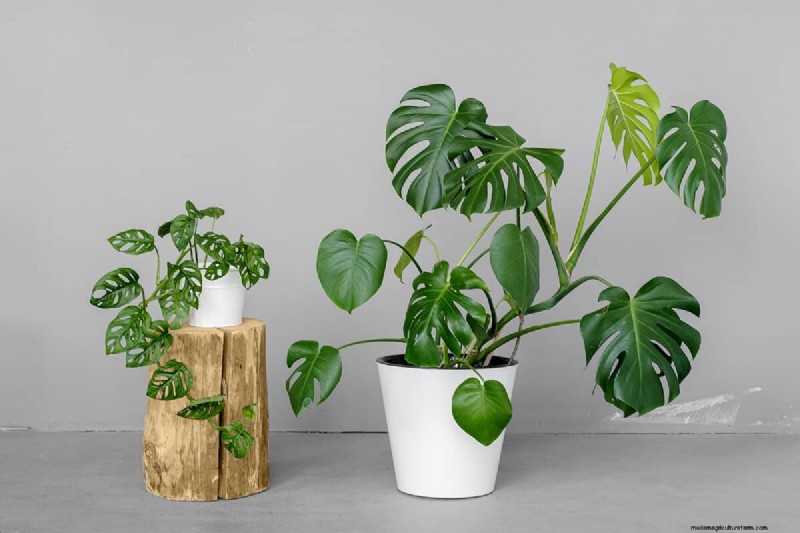 Monstera Plant Placement: 10 Creative Ideas for Your Home