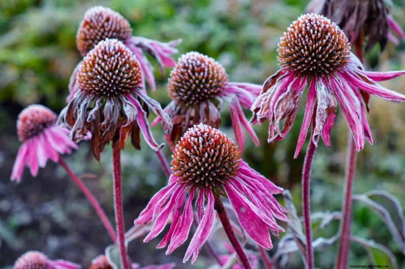 Frost Damage Recovery: 8 Proven Tips to Save Your Garden