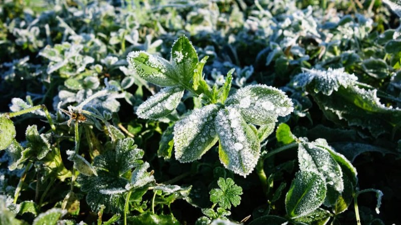 Frost Damage Recovery: 8 Proven Tips to Save Your Garden
