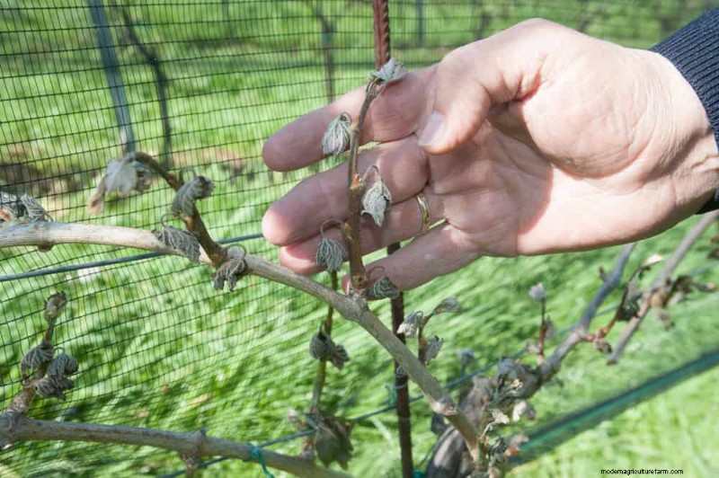 Frost Damage Recovery: 8 Proven Tips to Save Your Garden
