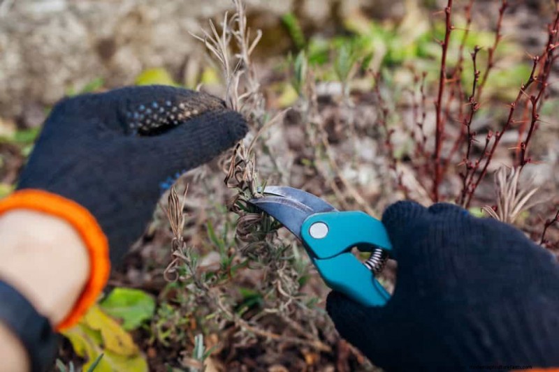 Frost Damage Recovery: 8 Proven Tips to Save Your Garden
