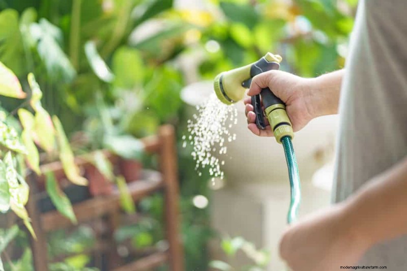 Frost Damage Recovery: 8 Proven Tips to Save Your Garden